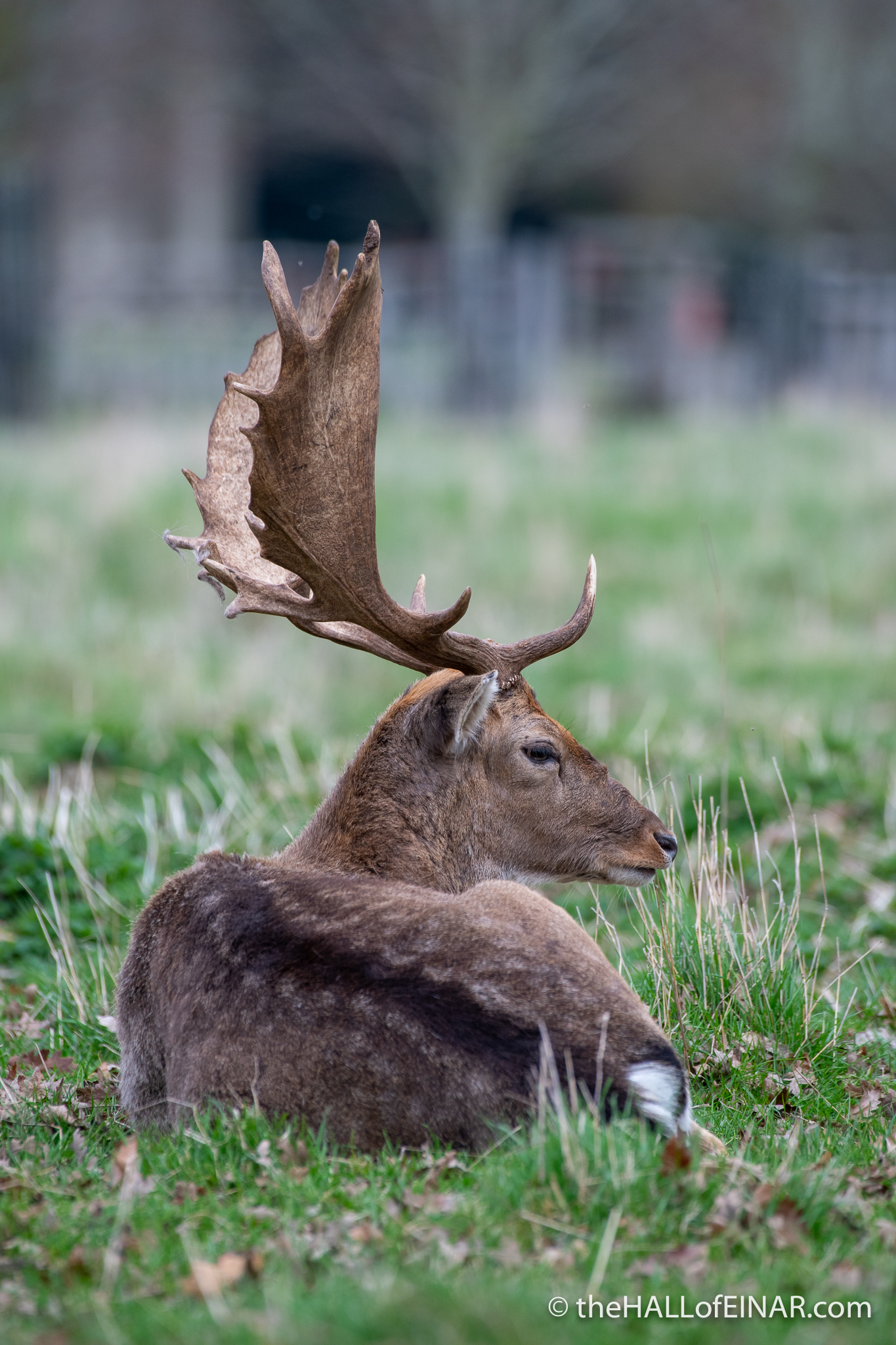 Charlecote Park Deer - The Hall of Einar - photograph (c) David Bailey (not the)