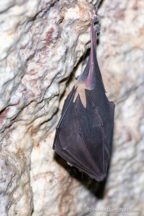 Greater Horseshoe Bat - The Hall of Einar - photograph (c) David Bailey (not the)