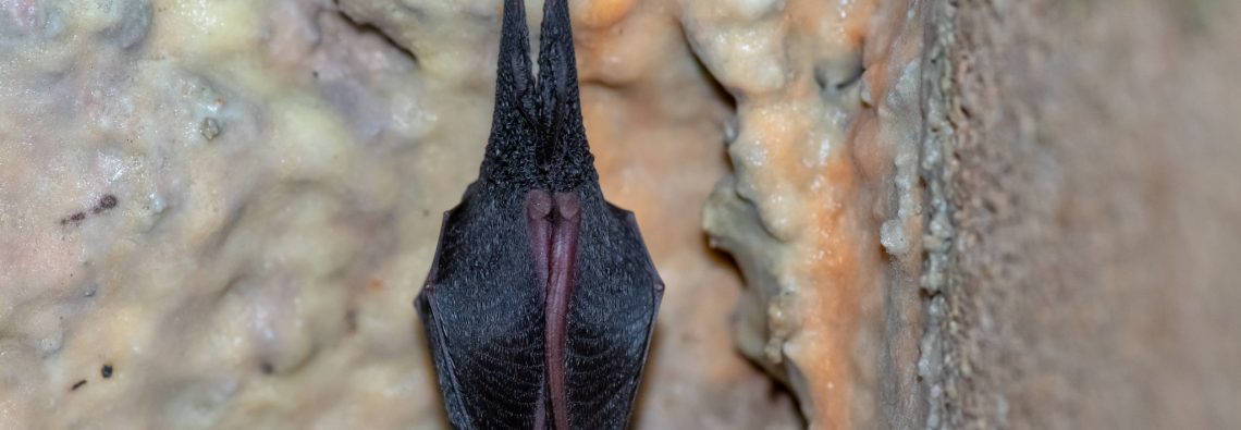 Lesser Horseshoe Bat - The Hall of Einar - photograph (c) David Bailey (not the)