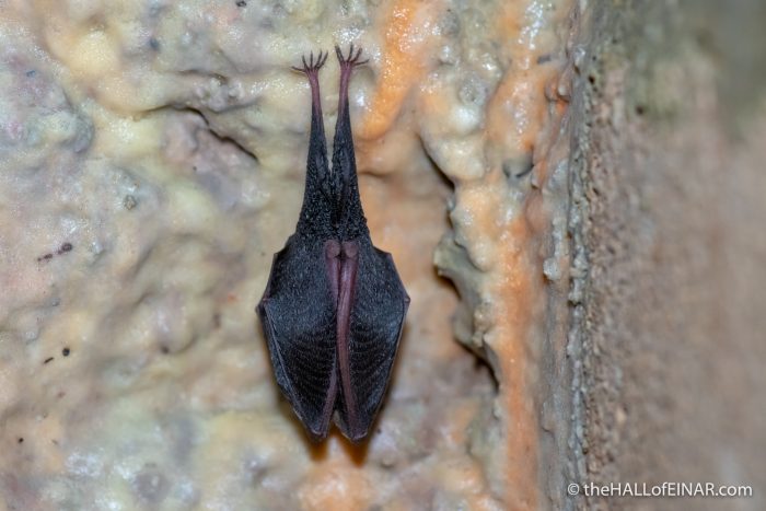 Lesser Horseshoe Bat - The Hall of Einar - photograph (c) David Bailey (not the)