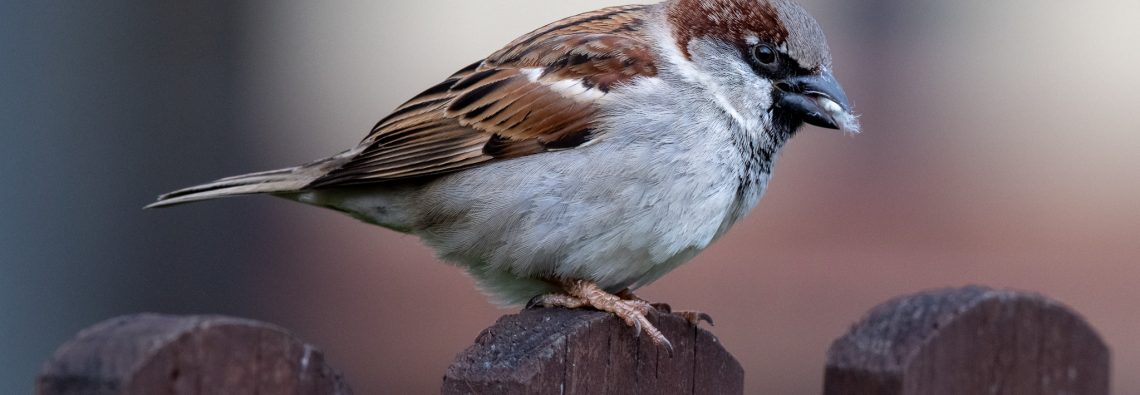 House Sparrow - Lodmoor - The Hall of Einar - photograph (c) David Bailey (not the)