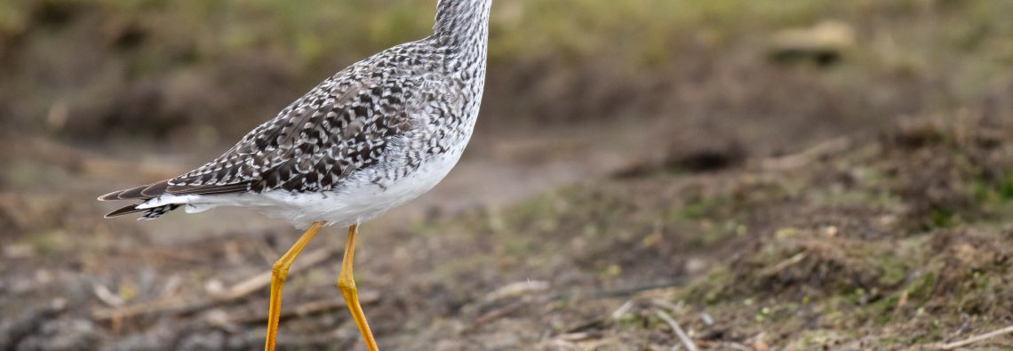 Lesser Yellowlegs - Lodmoor - The Hall of Einar - photograph (c) David Bailey (not the)