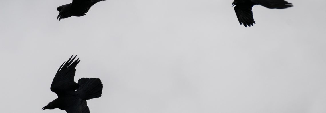 Raven - Lodmoor - The Hall of Einar - photograph (c) David Bailey (not the)