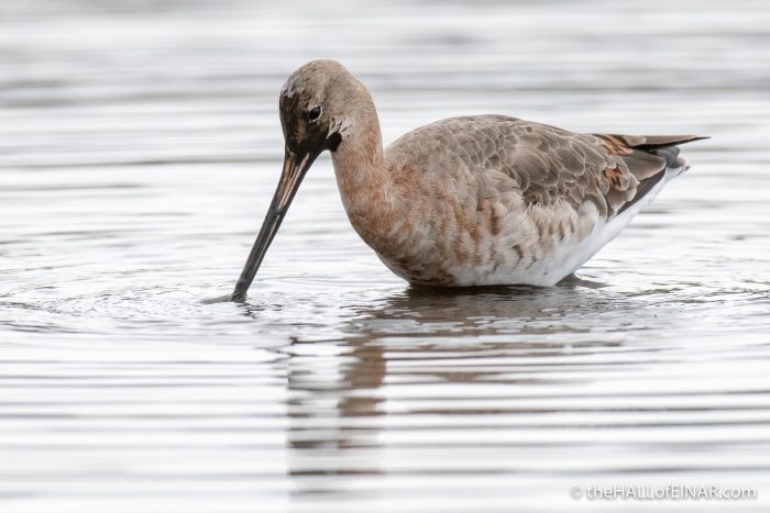 Black-Tailed Godwit - Lodmoor - The Hall of Einar - photograph (c) David Bailey (not the)