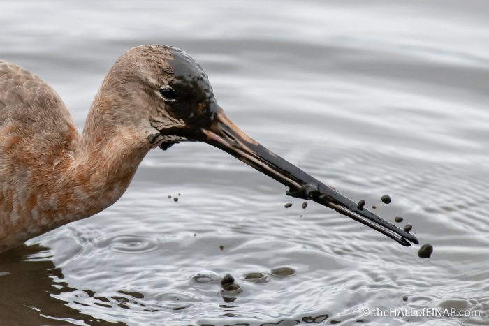 Black-Tailed Godwit - Lodmoor - The Hall of Einar - photograph (c) David Bailey (not the)