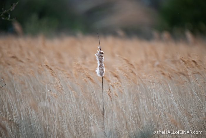 Lodmoor - The Hall of Einar - photograph (c) David Bailey (not the)