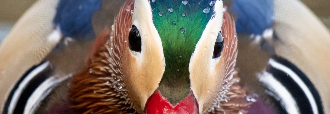 Mandarin Duck - The Hall of Einar - photograph (c) David Bailey (not the)