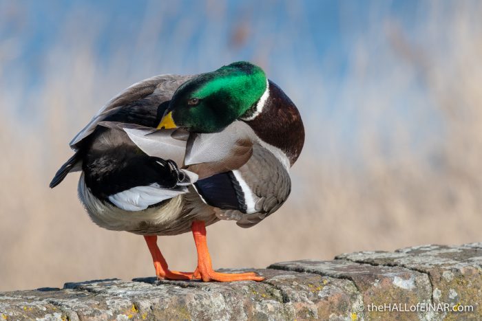 Mallard - RSPB Lodmoor - The Hall of Einar - photograph (c) David Bailey (not the)