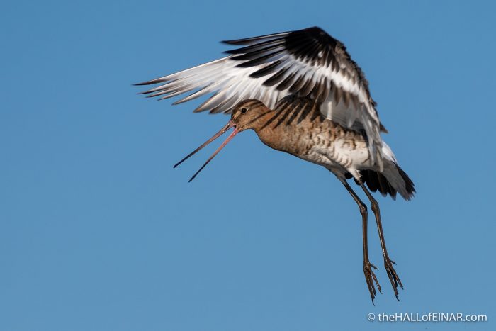 Black-Tailed Godwit - The Hall of Einar - photograph (c) David Bailey (not the)