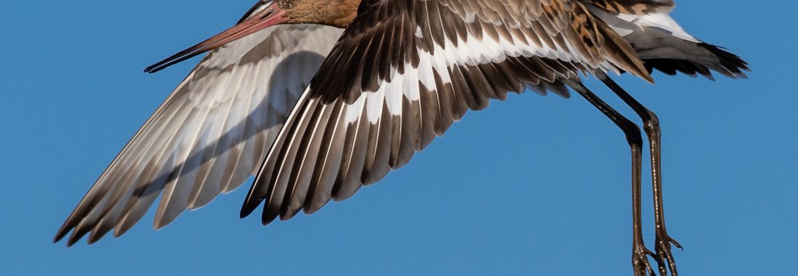 Black-Tailed Godwit - The Hall of Einar - photograph (c) David Bailey (not the)