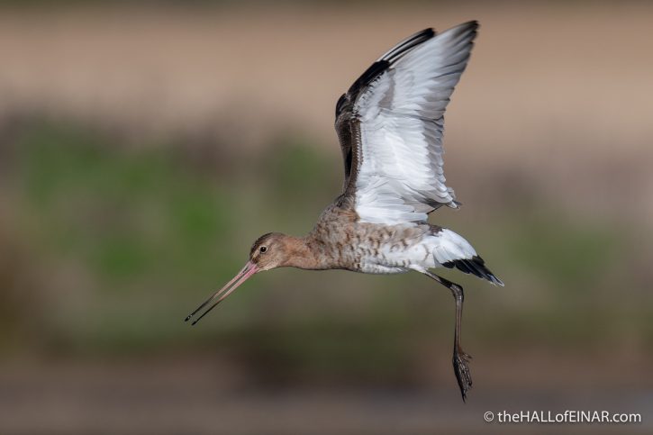 Black-Tailed Godwit - The Hall of Einar - photograph (c) David Bailey (not the)
