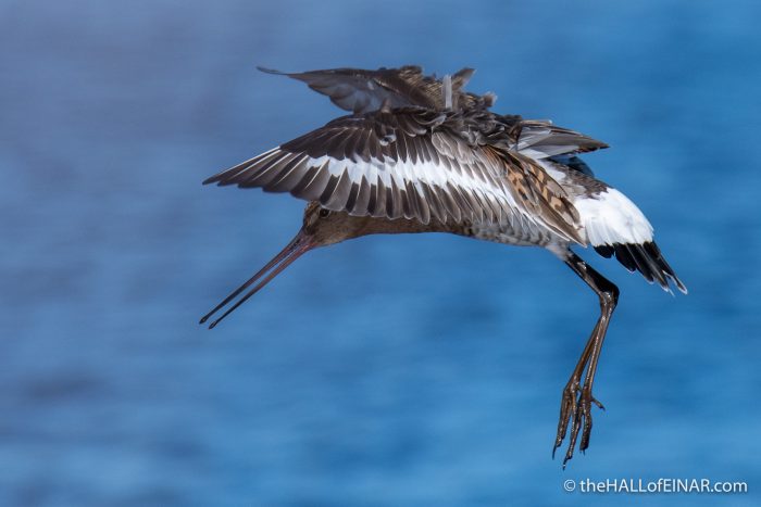 Black-Tailed Godwit - The Hall of Einar - photograph (c) David Bailey (not the)