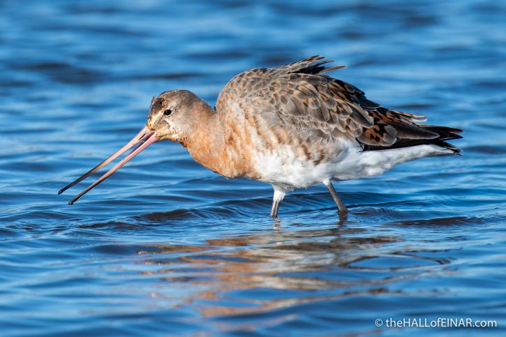 Black-Tailed Godwit - The Hall of Einar - photograph (c) David Bailey (not the)