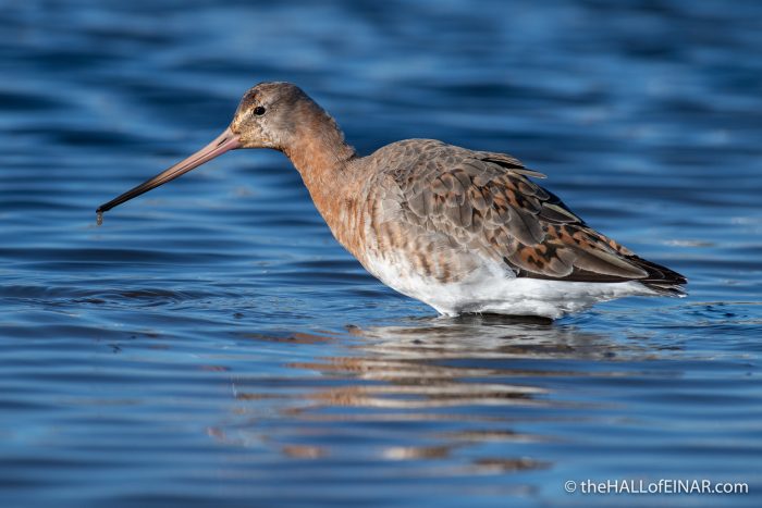 Black-Tailed Godwit - The Hall of Einar - photograph (c) David Bailey (not the)