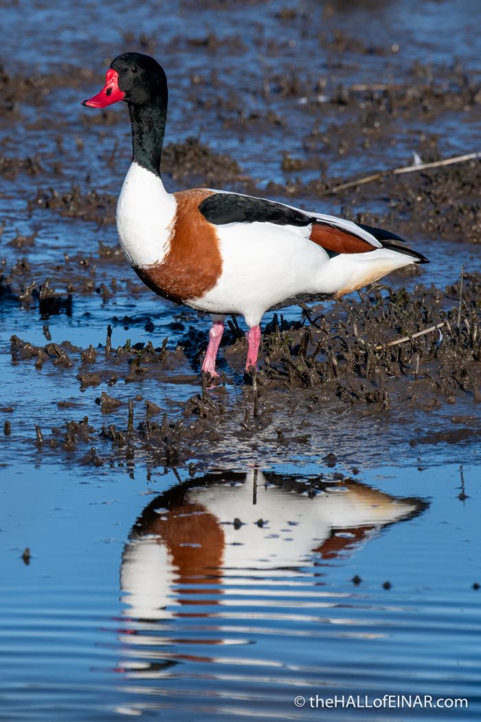 Shelduck - RSPB Lodmoor - The Hall of Einar - photograph (c) David Bailey (not the)