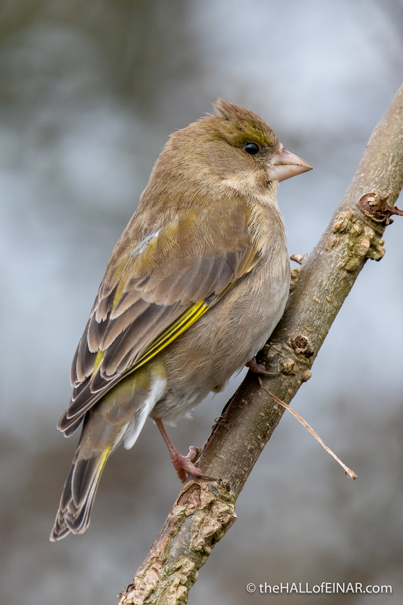 Greenfinch - Seaton - The Hall of Einar - photograph (c) David Bailey (not the)