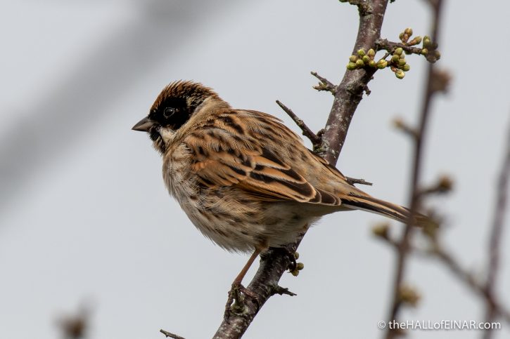 Reed Bunting - Seaton - The Hall of Einar - photograph (c) David Bailey (not the)