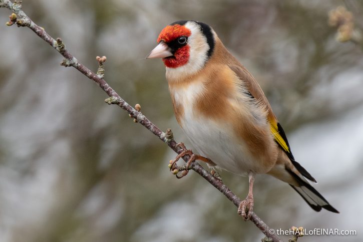 Goldfinch - Seaton - The Hall of Einar - photograph (c) David Bailey (not the)
