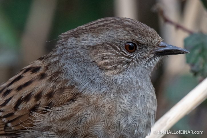 Dunnock - Seaton - The Hall of Einar - photograph (c) David Bailey (not the)