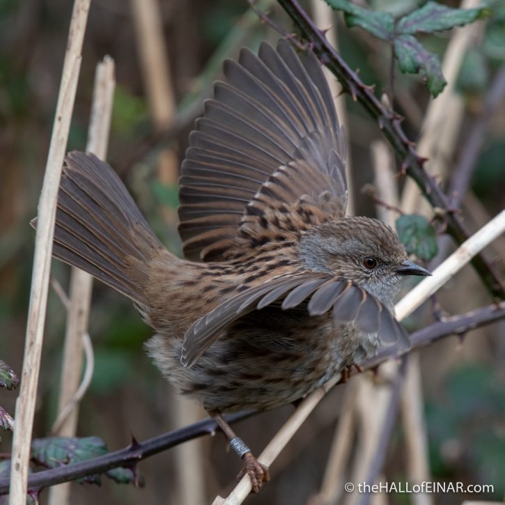 Dunnock - Seaton - The Hall of Einar - photograph (c) David Bailey (not the)