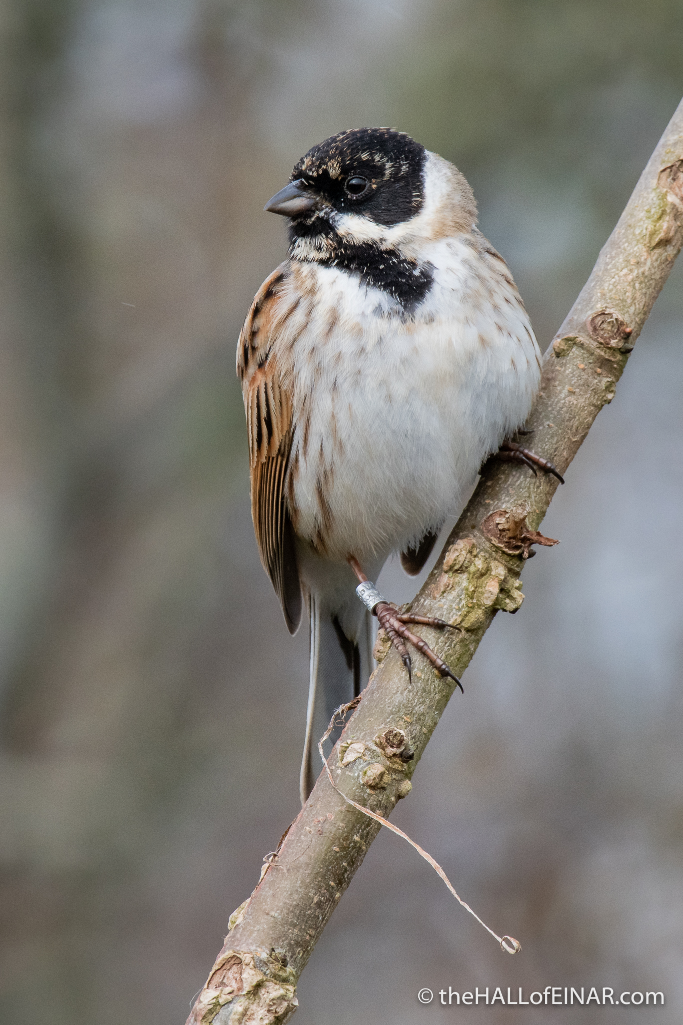 Reed Bunting - Seaton - The Hall of Einar - photograph (c) David Bailey (not the)