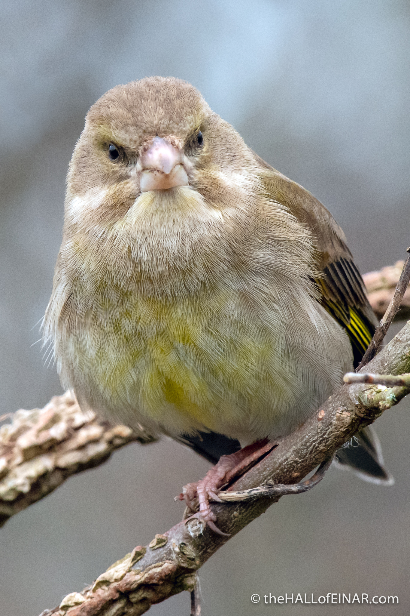 Greenfinch - Seaton - The Hall of Einar - photograph (c) David Bailey (not the)