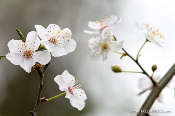 Spring at Decoy - The Hall of Einar - photograph (c) David Bailey