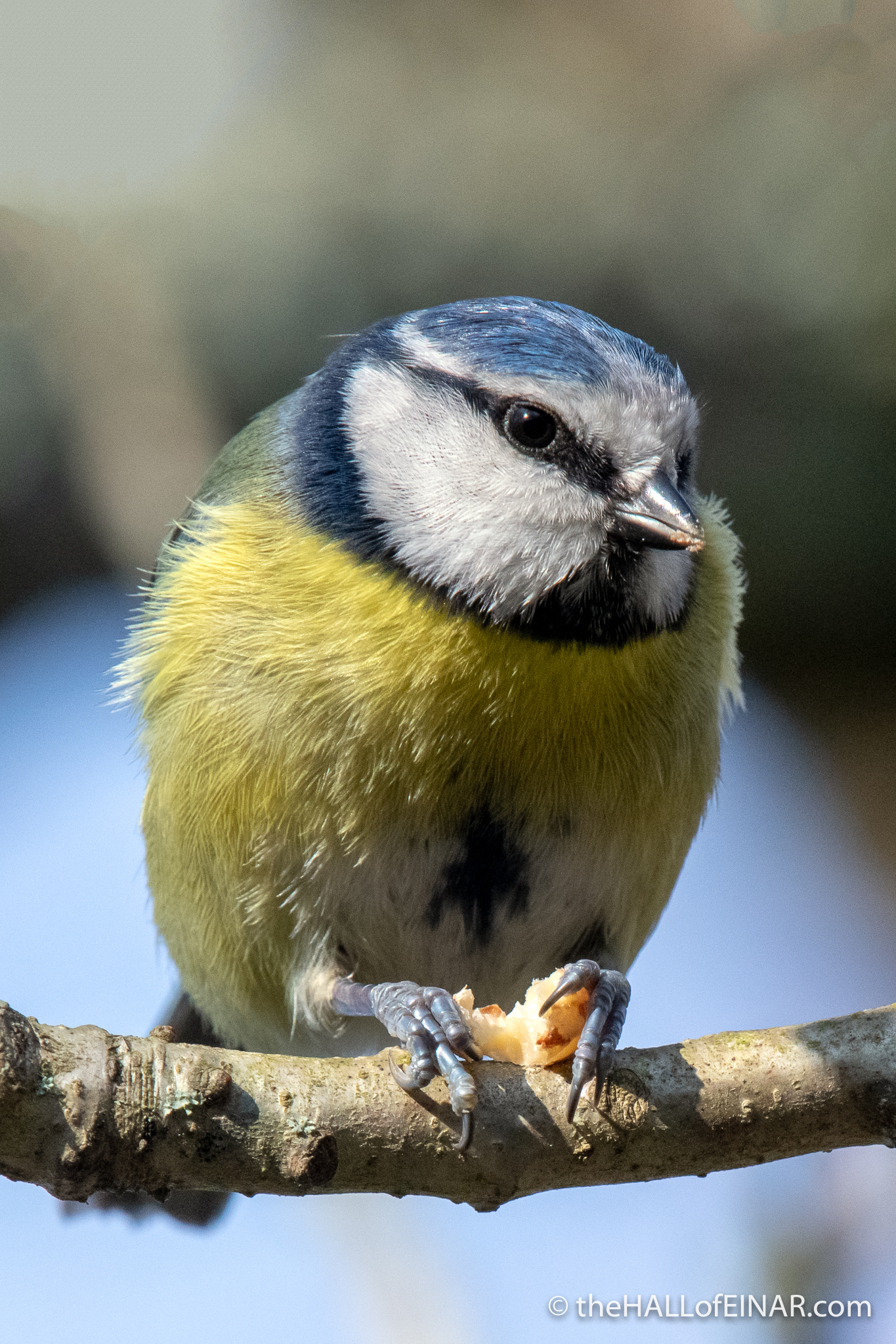 Blue Tit at Stover - The Hall of Einar - photograph (c) David Bailey (not the)