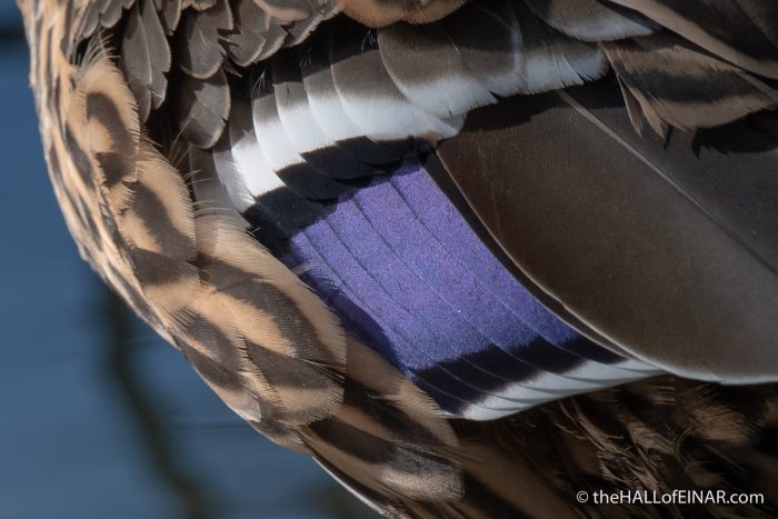 Mallard at Stover - The Hall of Einar - photograph (c) David Bailey (not the)