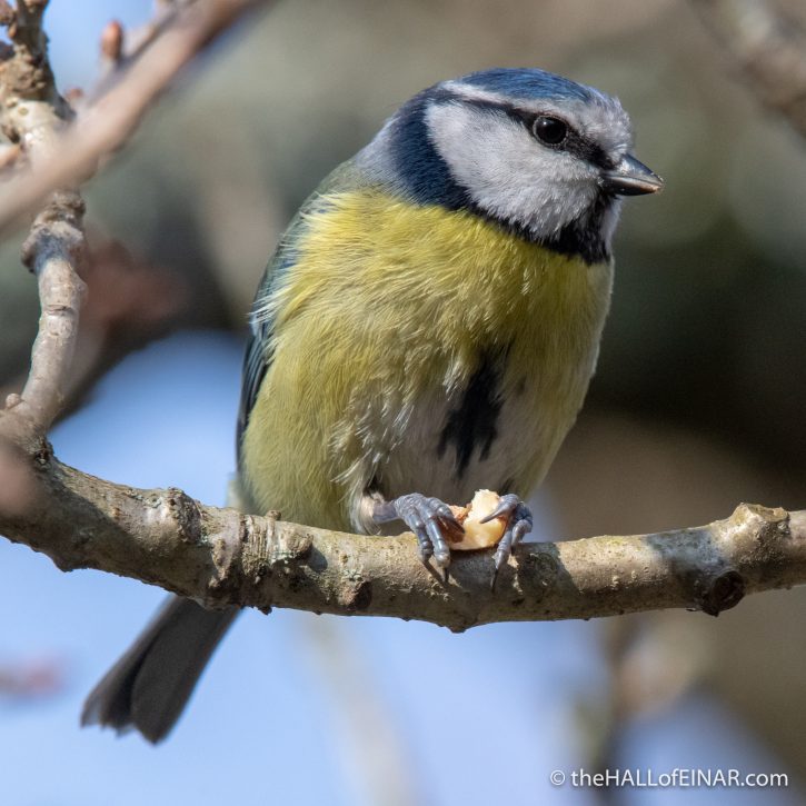 Blue Tit at Stover - The Hall of Einar - photograph (c) David Bailey (not the)