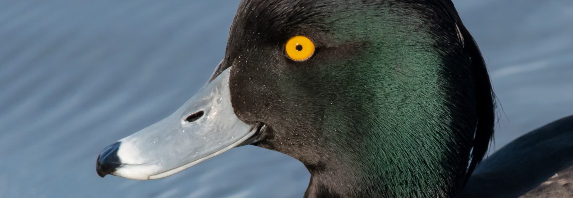 Tufted Duck at Stover - The Hall of Einar - photograph (c) David Bailey (not the)