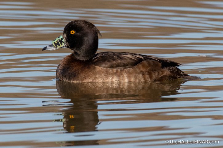 Tufted Duck at Stover - The Hall of Einar - photograph (c) David Bailey (not the)
