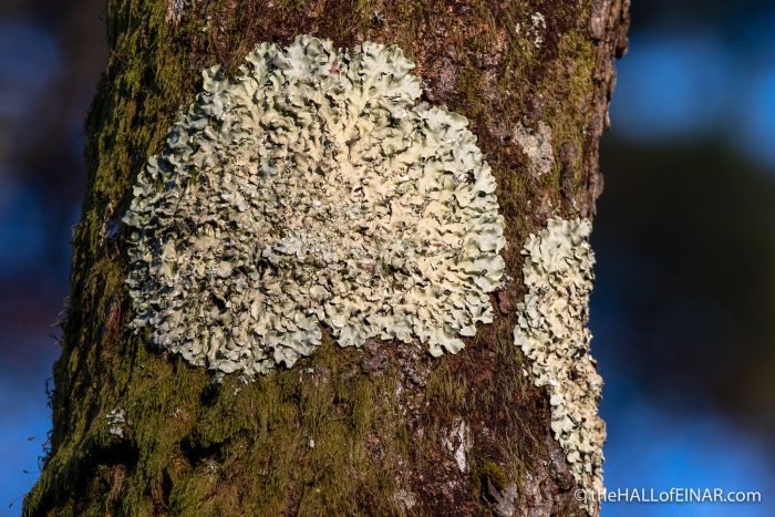 Lichen at Stover - The Hall of Einar - photograph (c) David Bailey (not the)