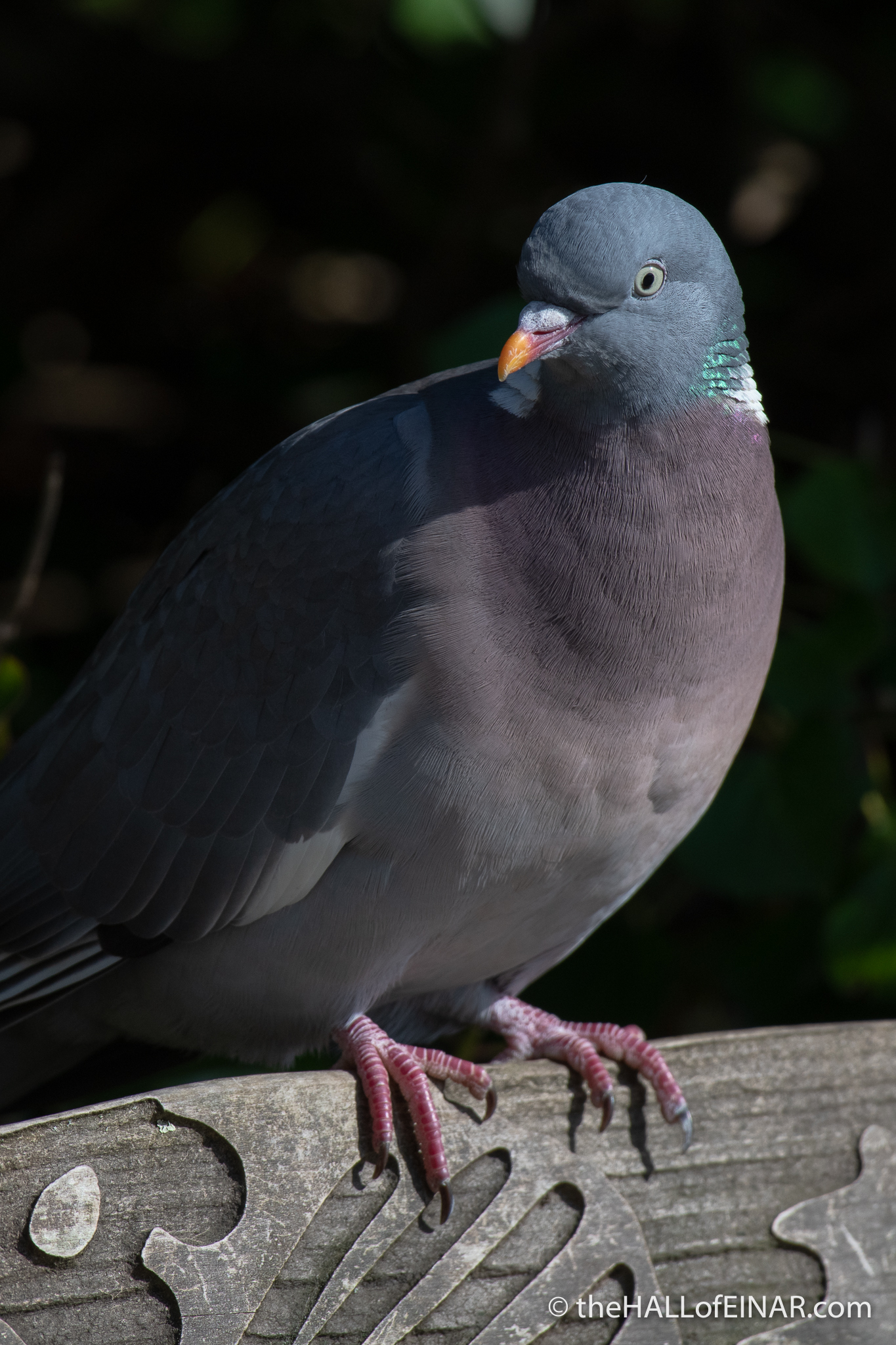 Woodpigeon - The Hall of Einar - photograph (c) David Bailey (not the)