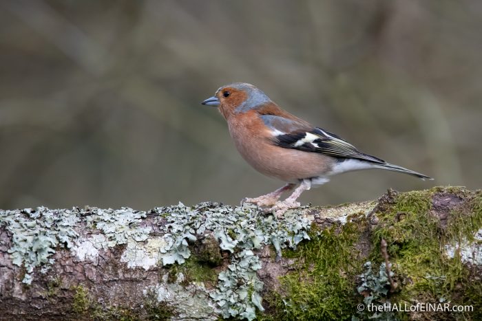 Chaffinch - The Hall of Einar - photograph (c) David Bailey (not the)