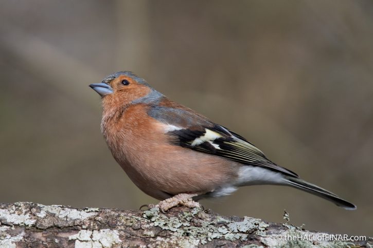 Chaffinch - The Hall of Einar - photograph (c) David Bailey (not the)