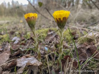 Coltsfoot - Whisby - The Hall of Einar - photograph (c) David Bailey (not the)