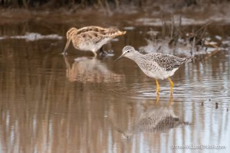 Lesser Yellowlegs and Snipe - Lodmoor - The Hall of Einar - photograph (c) David Bailey (not the)