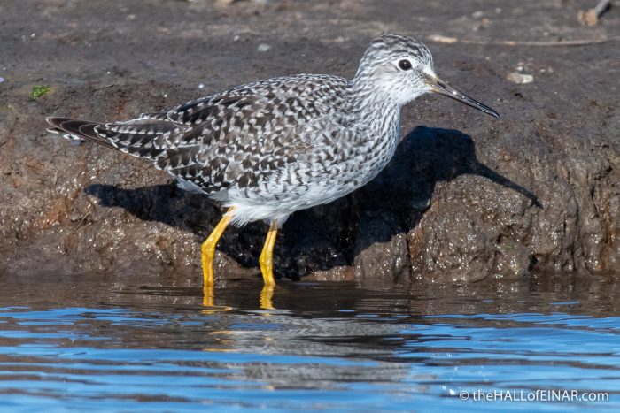 Lesser Yellowlegs - Lodmoor - The Hall of Einar - photograph (c) David Bailey (not the)