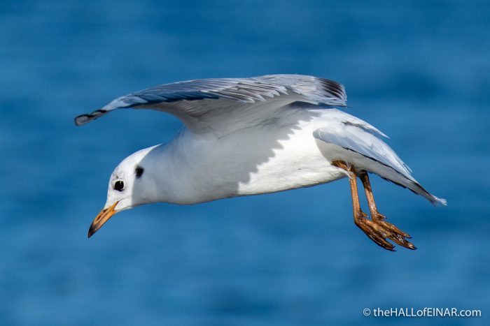 Black Headed Gull - Lodmoor - The Hall of Einar - photograph (c) David Bailey (not the)