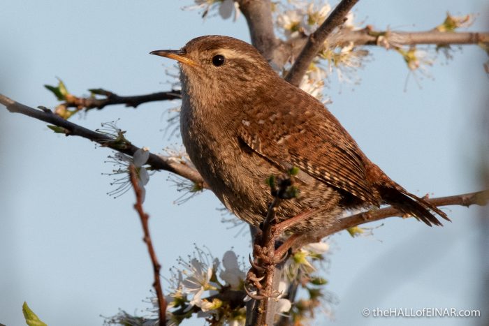 Wren - Lodmoor - The Hall of Einar - photograph (c) David Bailey (not the)