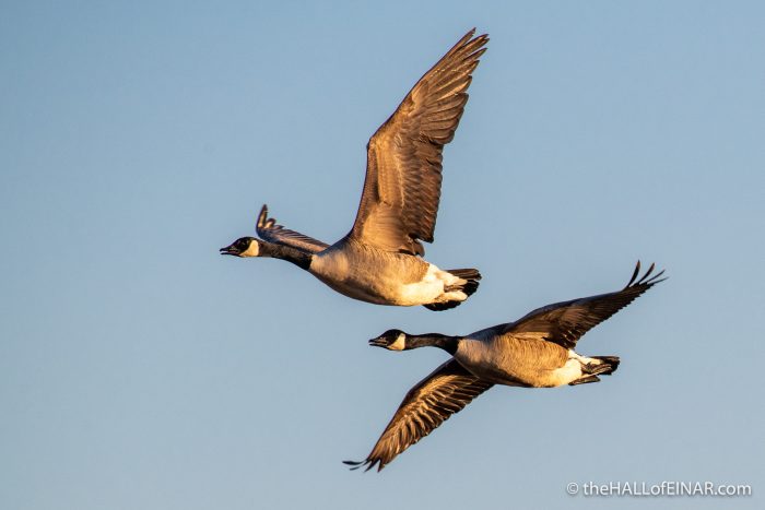 Canada Geese - Lodmoor - The Hall of Einar - photograph (c) David Bailey (not the)