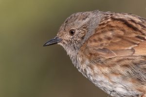 Dunnock - Crime Lake - The Hall of Einar - photograph (c) David Bailey (not the)