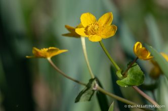 Kingcup - Crime Lake - The Hall of Einar - photograph (c) David Bailey (not the)