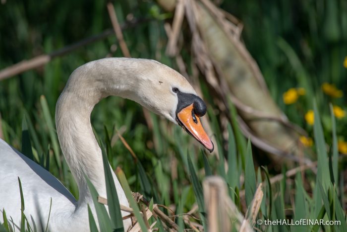 Mute Swan - Crime Lake - The Hall of Einar - photograph (c) David Bailey (not the)