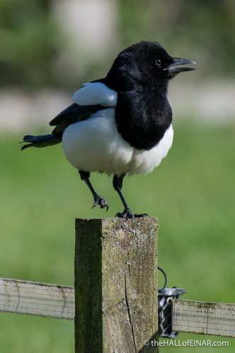 Magpie - Crime Lake - The Hall of Einar - photograph (c) David Bailey (not the)