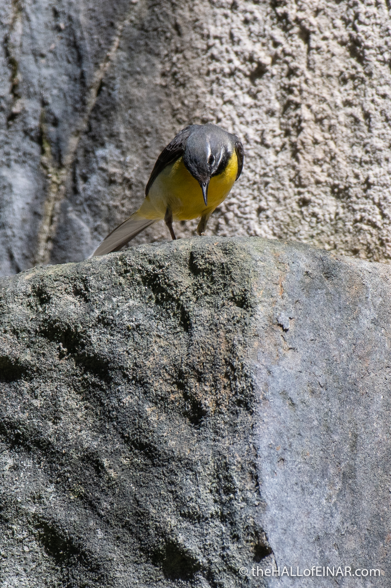 Grey Wagtail - Crime Lake - The Hall of Einar - photograph (c) David Bailey (not the)