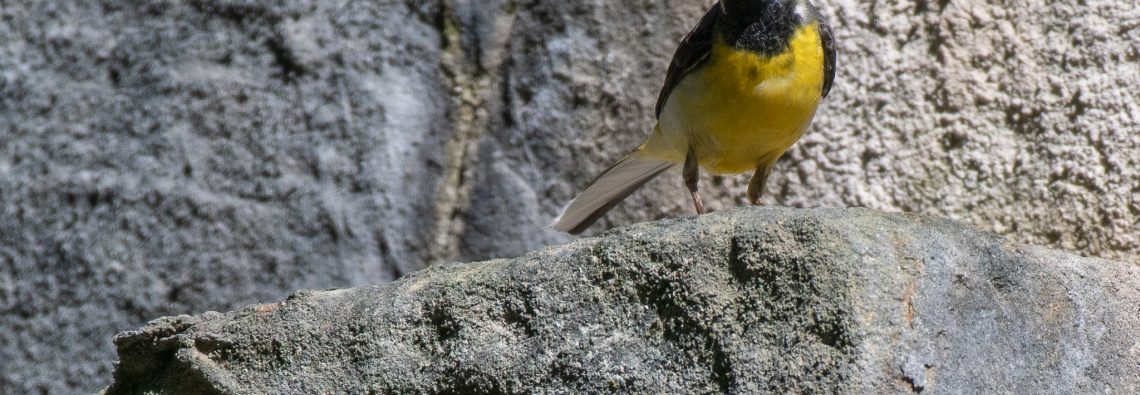 Grey Wagtail - Crime Lake - The Hall of Einar - photograph (c) David Bailey (not the)