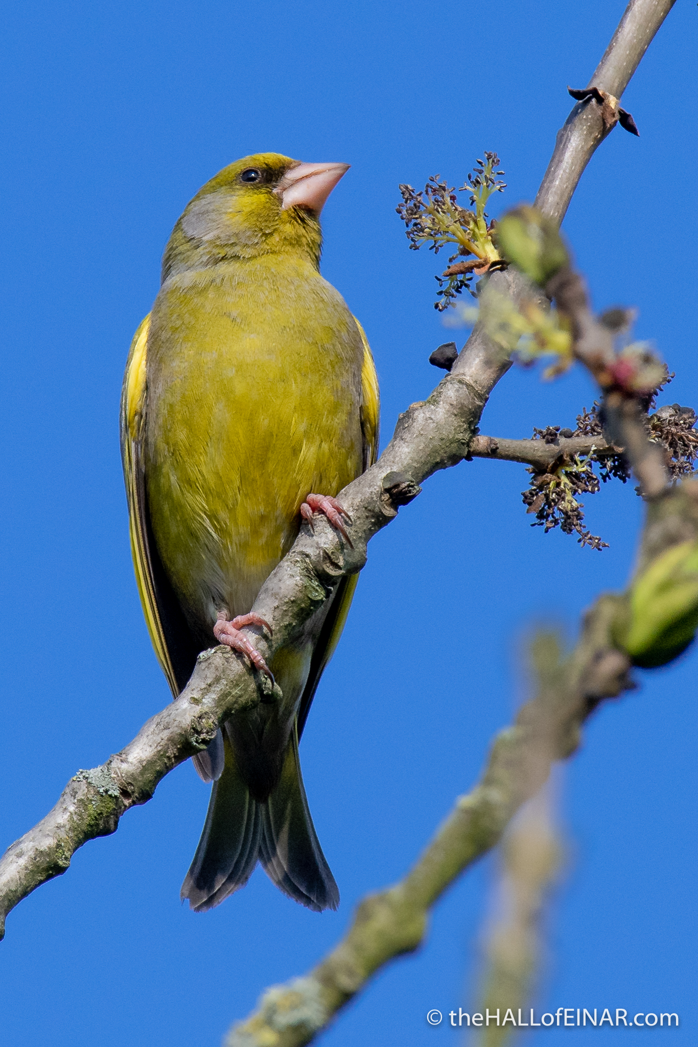 Greenfinch - Crime Lake - The Hall of Einar - photograph (c) David Bailey (not the)