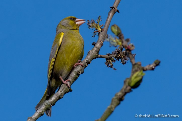 Greenfinch - Crime Lake - The Hall of Einar - photograph (c) David Bailey (not the)